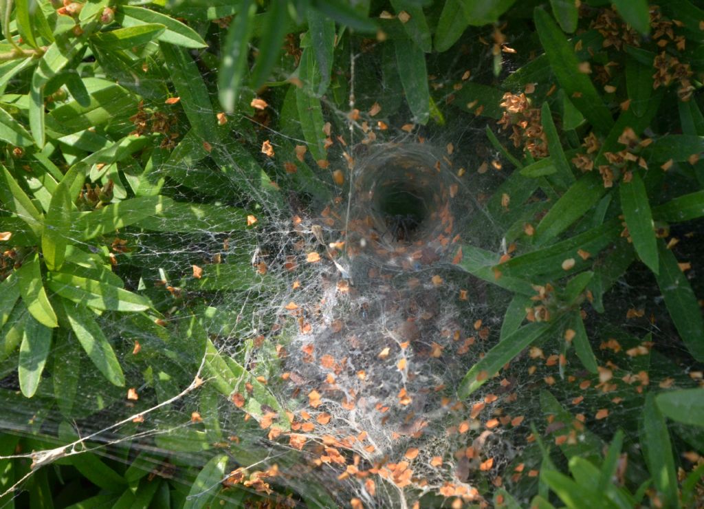 In una ragnatela a imbuto: da ID